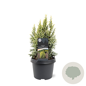 Juniperus pingii 'Hulsdonk Yellow' 25-30 cm 3,5L