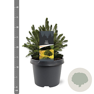 Picea a. 'Tompa' 20-25 cm 3,0L
