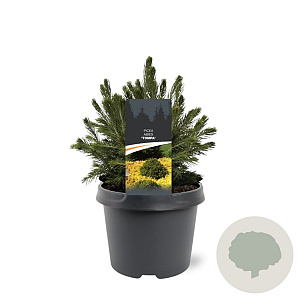 Picea a. 'Tompa' 20-25 cm 3,0L