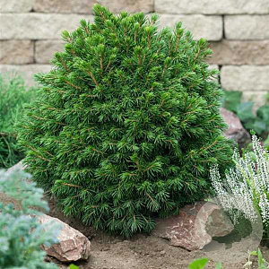 Picea a. 'Tompa' 20-25 cm 3,0L