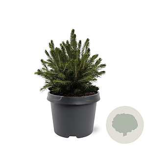 Picea a. 'Tompa' 20-25 cm 3,0L