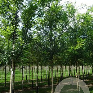 Styphnolobium japonicum 18-20 HO draadkluit