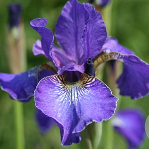 Iris siberica. 'Ever Again' GM P9