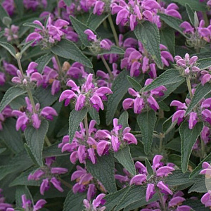 Phlomis taurica GM P9