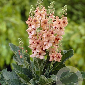 Verbascum 'Jackie' GM P9