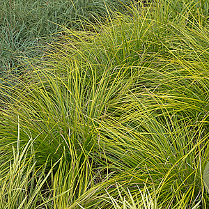 Carex 'Kyoto' GM P9