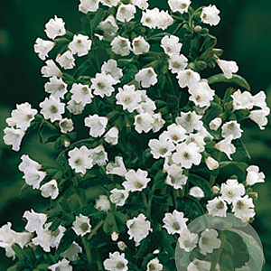 Pulmonaria off. 'Sissinghurst White GM P9