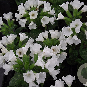 Pulmonaria off. 'Sissinghurst White GM P9