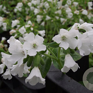 Pulmonaria off. 'Sissinghurst White GM P9