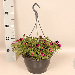 Hangpotten 23 cm Calibrachoa Goodnight kiss GM P23