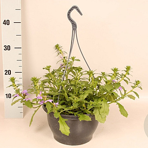 Hangpotten 23 cm Scaevola blue GM P23