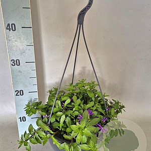 Hangpotten 23 cm Scaevola Trio GM P23