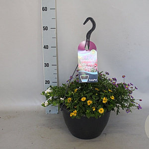 Hangpotten 27 waterreservoir mix 02 Roze mix GM P27