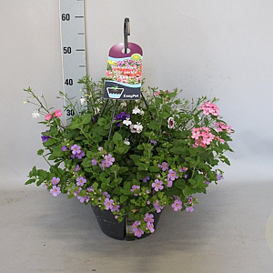 Hangpotten 27 waterreservoir mix 04 Witte mix GM P27