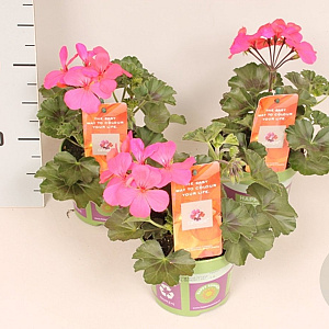 Pelargonium Calliope landscape Pink (+steeketiket) GM P12
