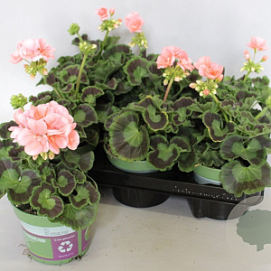 Pelargonium zonale Lenja (light Salmon) GM P12
