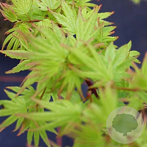 Acer pal. 'Berry Broom' 175-200 cm cont. 80L