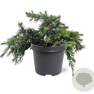 Cedrus deod. 'Feelin' Blue' 25-30 cm 5,0L