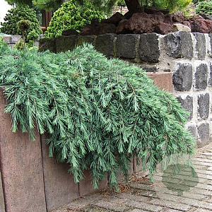 Cedrus deod. 'Feelin' Blue' 25-30 cm 5,0L