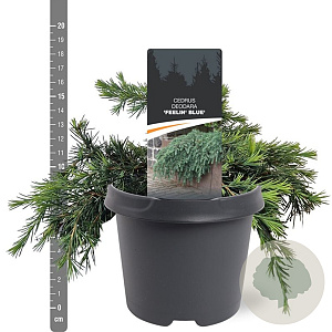 Cedrus deod. 'Feelin' Blue' 25-30 cm 5,0L