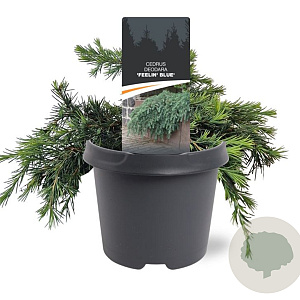 Cedrus deod. 'Feelin' Blue' 25-30 cm 5,0L