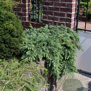 Cedrus deod. 'Feelin' Blue' 25-30 cm 5,0L