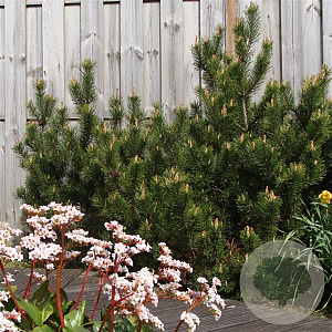 Pinus mugo subsp. mugo 25-30 cm 3,5L
