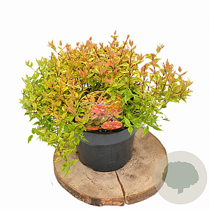 Abelia grandifl. 'Kaleidoscope' 25-30 cm 3,0L