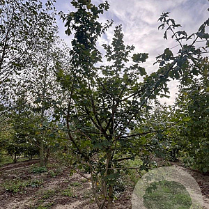 Acer campestre 200-250 cm draadkluit meerstammig