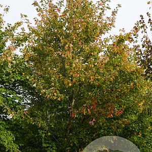 Acer rubrum 550-600 cm draadkluit meerstammig 400-500 diameter
