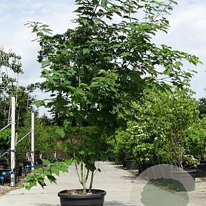 Acer rufinerve 500-550 cm draadkluit meerstammig 400-450 diameter