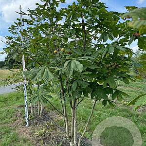 Aesculus hippocastanum 250-300 cm draadkluit meerstammig 350-400 diameter
