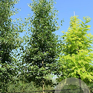 Alnus cordata 550-600 cm draadkluit meerstammig 400-500 diameter