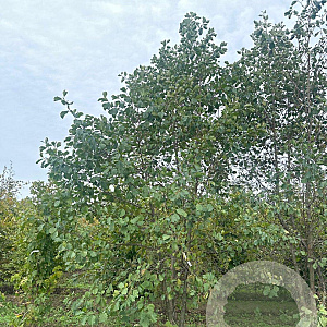 Alnus glutinosa 500-550 cm draadkluit meerstammig 400-450 diameter
