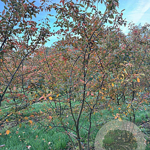 Amelanchier lamarckii 250-300 cm draadkluit meerstammig 350-400 diameter