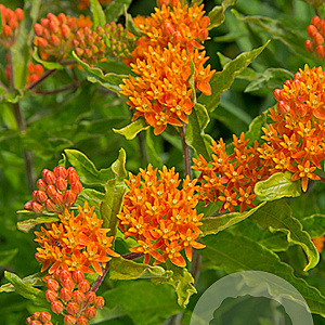 Asclepias tuberosa GM P9