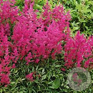 Astilbe (J) 'Vesuvius' GM P9