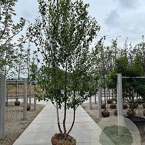 Betula albosin. 'Fascination' 200-250 cm draadkluit meerstammig 160-180 cm diameter
