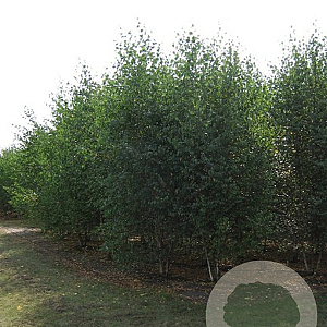 Betula papyrifera 400-450 cm draadkluit meerstammig 200-250 diameter