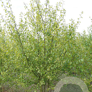 Betula pubescens 250-300 cm draadkluit meerstammig 350-400 diameter