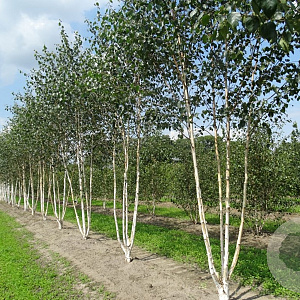 Betula utilis 'Doorenbos' 500-550 cm draadkluit meerstammig 400-450 diameter