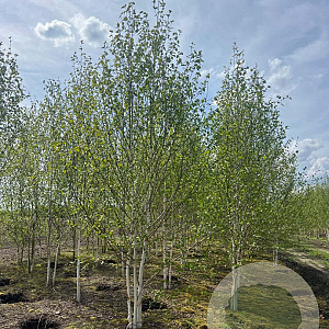 Betula utilis 'Doorenbos' 500-550 cm draadkluit meerstammig 400-450 diameter