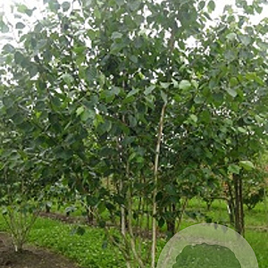Betula utilis jacquemontii 175-200 cm draadkluit meerstammig 200-250 diameter