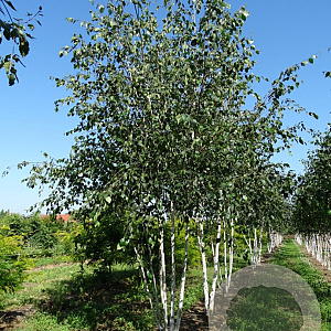 Betula utilis jacquemontii 200-250 cm draadkluit meerstammig 160-180 cm diameter
