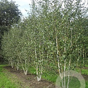 Betula utilis jacquemontii 550-600 cm draadkluit meerstammig 400-500 diameter