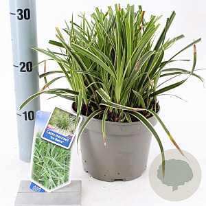Carex morrowii 'Ice Dance' 20-25 cm 2,0L