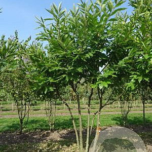Castanea sativa 250-300 cm draadkluit meerstammig 350-400 diameter