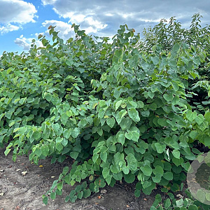 Cercis canadensis 250-300 cm draadkluit meerstammig 350-400 diameter