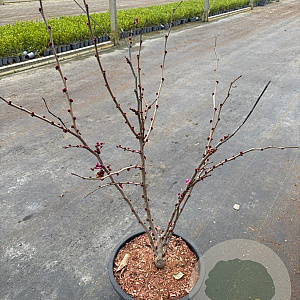 Cercis chinensis 'Avondale' 80-100 cm 20L