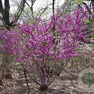 Cercis glabra 250-300 cm draadkluit meerstammig 350-400 diameter